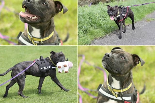 Leo, a Staffordshire Cross (photo: Dogs Trust Leeds)