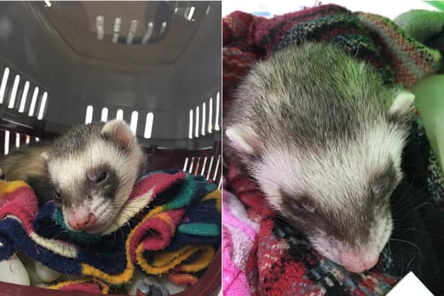 Bandit the ferret was given a 1 per cent chance of survival after going through full wash cycle in his owner’s washing machine.