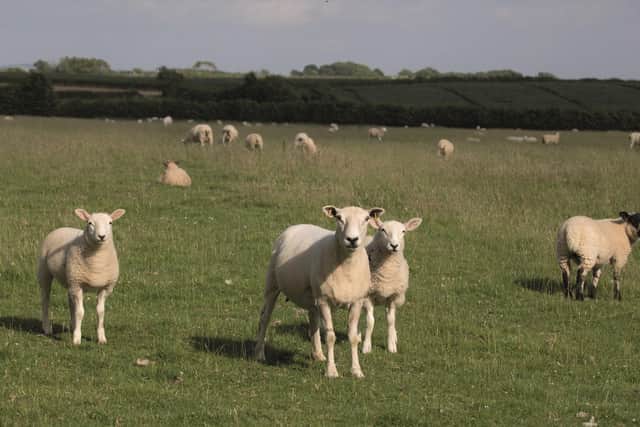 New statistics released by NFU Mutual estimate the cost of dog attacks on farm animals across the North East rose by 113.5 per cent to over £240,000 in 2020