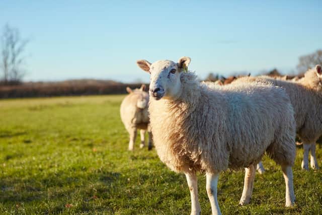 New statistics released by NFU Mutual estimate the cost of dog attacks on farm animals across the North East rose by 113.5 per cent to over £240,000 in 2020