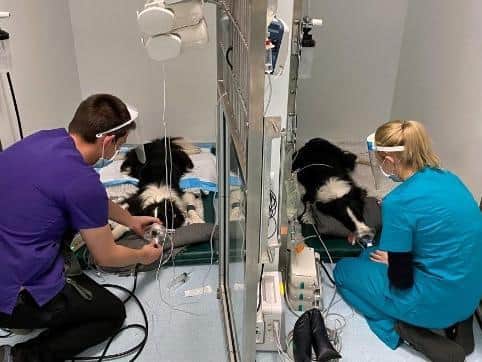 Chance and Tia at the intensive care unit at Paragon Veterinary Referrals