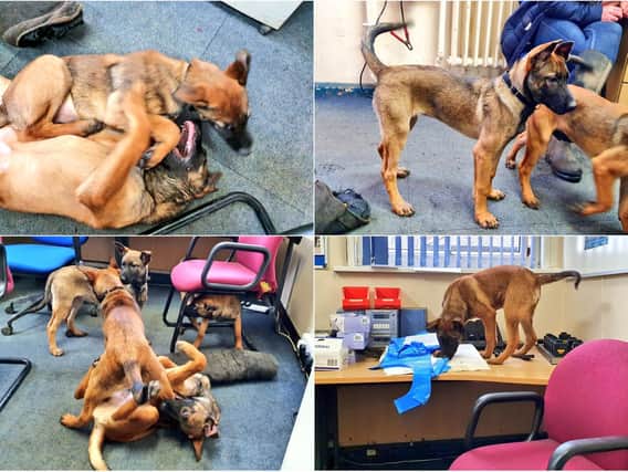 photos: West Yorkshire Police dogs Twitter account