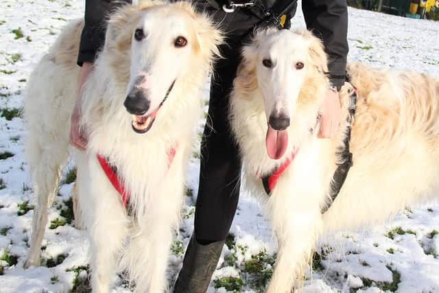 Arieo and Putee - the inseparable doggy duo who are looking for new owners
