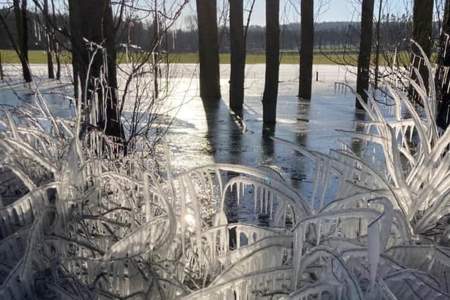 Ice crystals forming in Harewood this week as the Met Office issues a weather warning (Photo: Chloe Holt @ChloeHoltArt)