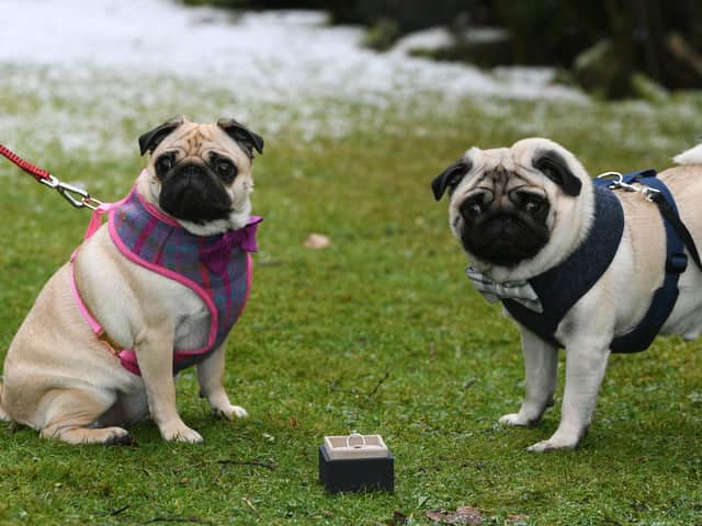 Loved-up pugs Percy and Mabel who are due to be married this summer
