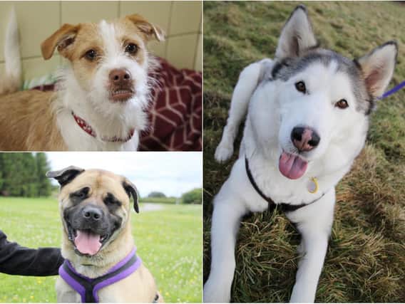 Bess (top left), Charlie (bottom left) and Nova (right) are looking for new homes in Leeds (photos: Leeds Dogs Trust)