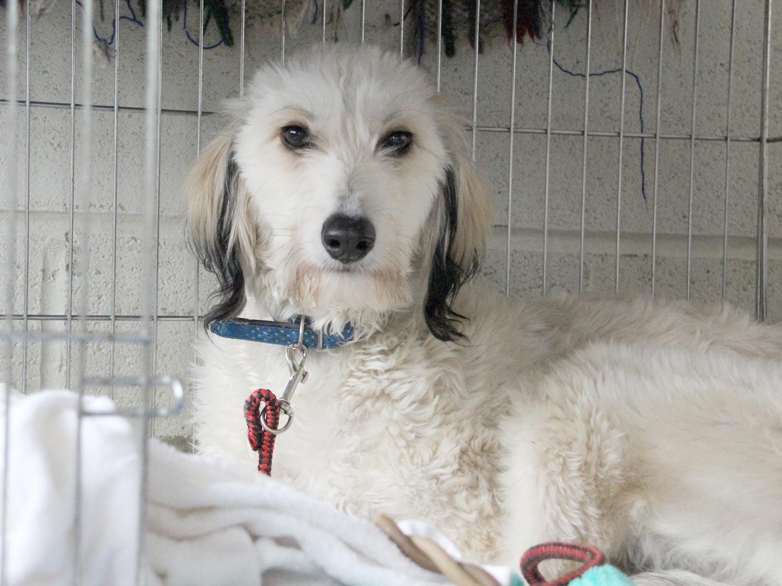 Watch as Dogs Trust reveals heartbreak of owners giving up dogs in lockdown - as it transforms life for adorable Leeds puppy - Vimarsana News