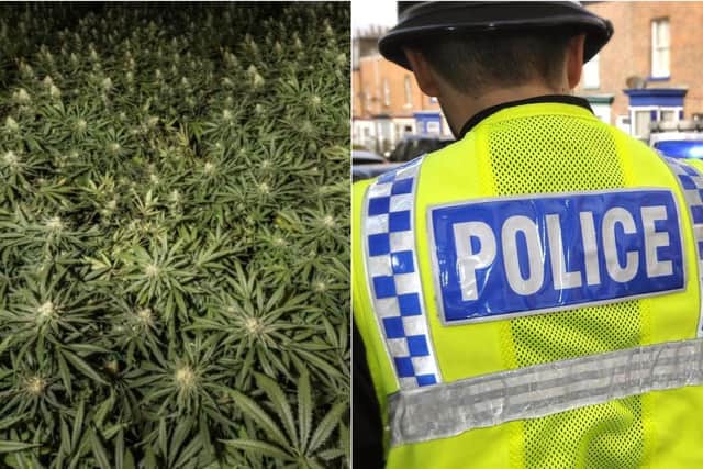 A large quantity of cannabis was seized and destroyed from the farm (Photo left: WYP)