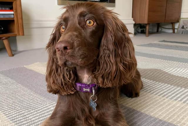 Florrie's dog Peanut will join the friends on their charity walk