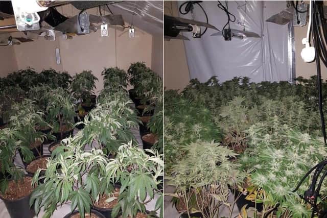450 cannabis plants were seized (Photo: WYP)