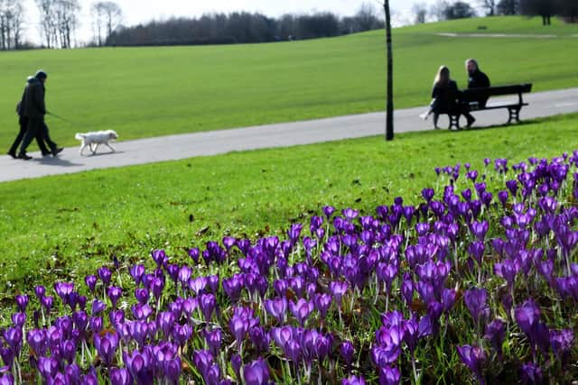 Croci coming into flower, on a mild day at Temple Newsam in Leeds as visitors take some exercise (photo: Gary Longbottom).
