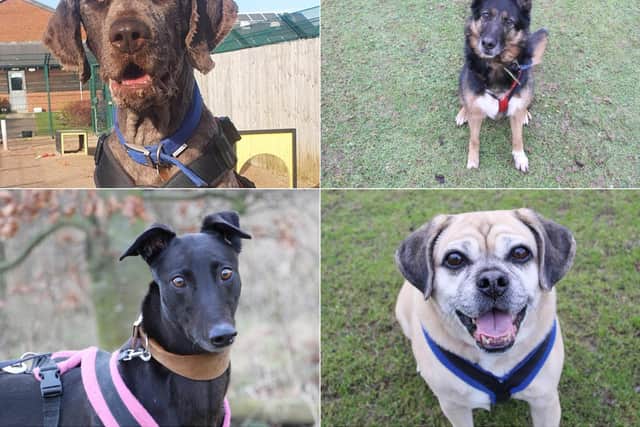 Bear, Jasmine, Lady and Pearl (photos: Leeds Dogs Trust)