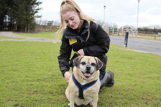 Jasmine is a sweet and friendly pug, who likes everyone she meets (photo: Dogs Trust Leeds)
