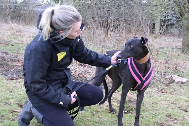 Pearl is a shy but sweet greyhound who is an ex-racer (photo: Dogs Trust Leeds)