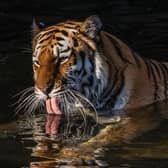 Yorkshire Wildlife Park is set to reopen as tickets go on sale for Summer