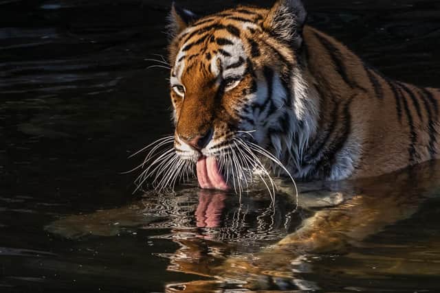 Yorkshire Wildlife Park is set to reopen as tickets go on sale for Summer