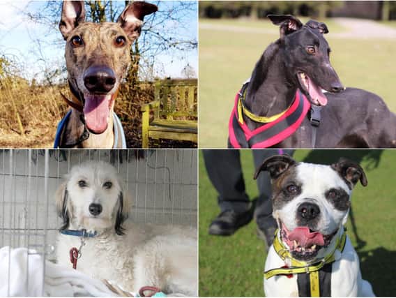 Leeds Dogs Trust Dogs Rumba (top left), Laura (top right), River (bottom left) and Patches (bottom right) are urgently looking for new homes. (photos: Leeds Dogs Trust)