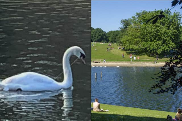 The swan was rescued after being found with a fishing line down its neck (Photo: Yorkshire Swan and Wildlife Rescue Hospital)