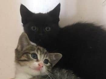 Midnight and Molly (Photo: Leeds Cat Rescue)