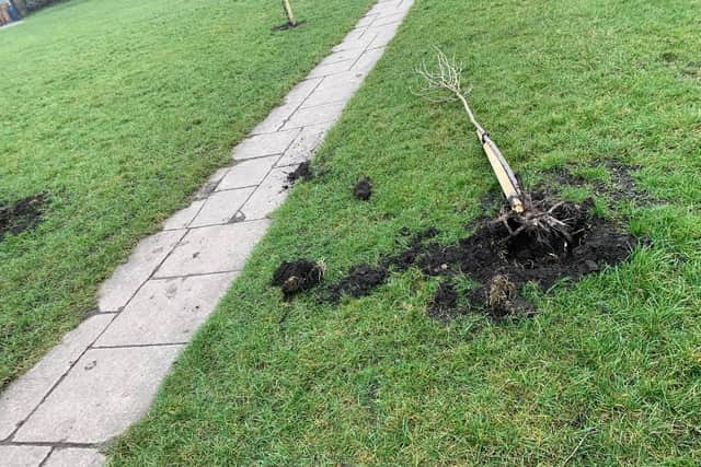 Residents have taken upon themselves to replant trees that were salvageable.