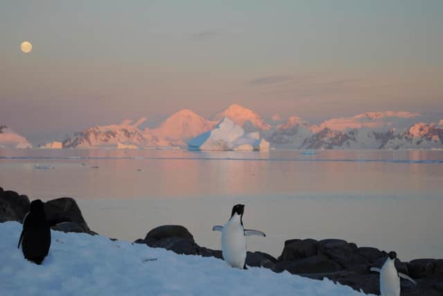 Penguins enjoy frolicking in the snow. Picture taken during Dr Anna Hogg's first trip to the Antarctic in 2013 at the British Antarctic Survey (BAS) Rothera research base on the Antarctic Peninsula. Photo credit: Submitted picture.