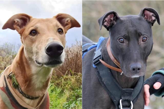 Jake, left, and Lyle, right, are at Dogs Trust Leeds and are looking for new homes.