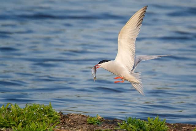 A Common tern bird at Rodley Nature Reserve.