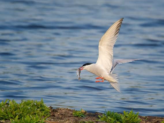 A Common tern bird at Rodley Nature Reserve.
