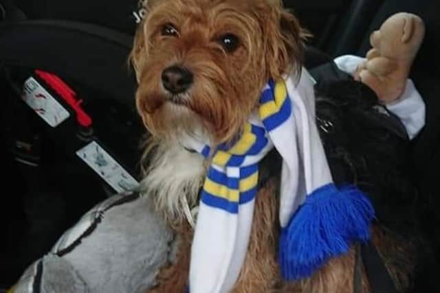 Phil and Shell's dog is a Leeds United fan