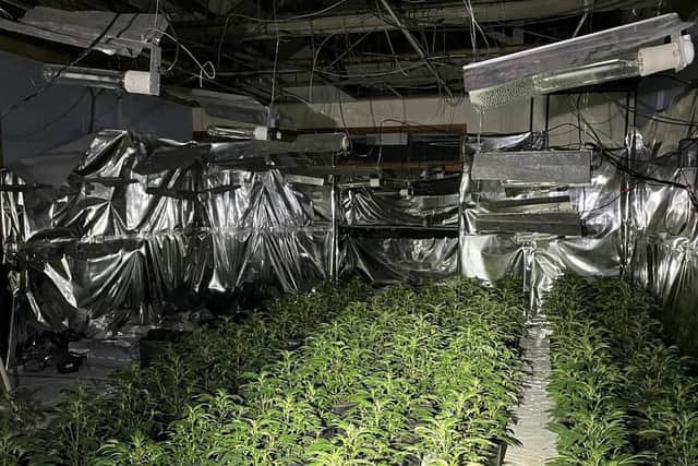 More than 500 cannabis plants were seized from the property in December 2020 (Photo: WYP)