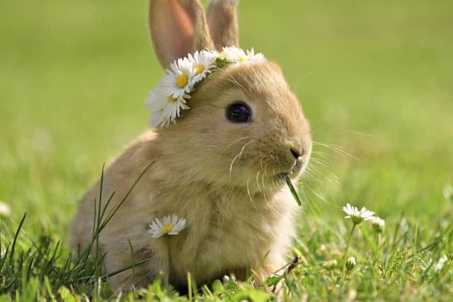 As the British public approaches its second Easter in lockdown, more time at home has led to a jump in pet ownership. Now, new data from Quotezone.co.uk shows that rabbits have hopped to the top as the most popular pandemic pet, with an increase of 146% in baby bunnies purchased in 2020 (March 2020-February 2021) compared with 2019 in Yorkshire.