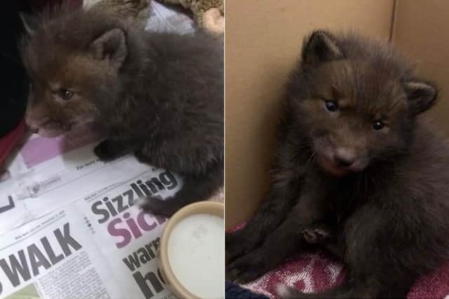 The three-week-old cub was found on a path at the side of Wyke Beck (Photo: RSPCA)