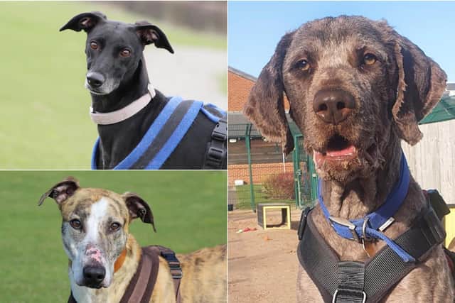 Poppy (top left), Tweed (bottom left) and Bear (right) from Leeds Dogs Trust