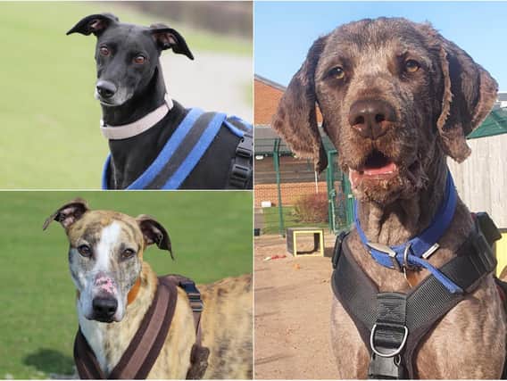 Poppy (top left), Tweed (bottom left) and Bear (right) from Leeds Dogs Trust