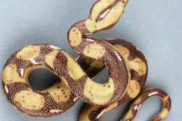 The toy snake ended up on the roof of a man's house (Photo: WYP)