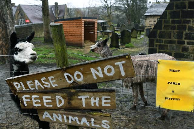 'Please do not feed the animals'  - Pablo and Jeffrey. PIC: Jonathan Gawthorpe