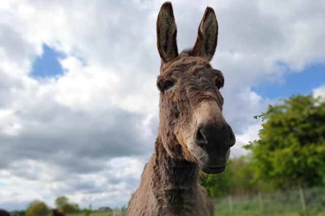 A donkey who is cared for at The Donkey Sanctuary Leeds.