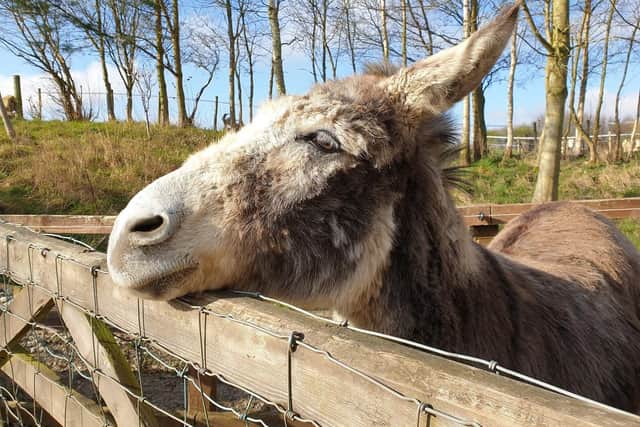 Billy O bathing in the sunshine at The Donkey Sanctuary Leeds centre at Eccup.