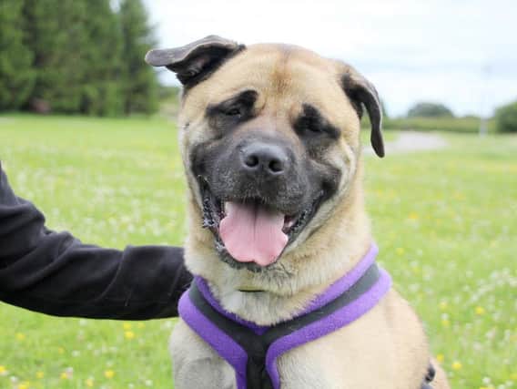 Charlie is a four-year-old Akita at Dogs Trust in Leeds who is in need of a forever home