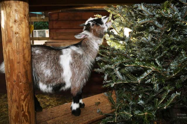 "The Goats love it as its quite good for them. It's a bit of ruffage and is a natural wormer for them." Ian said. Picture: Jonathan Gawthorpe.