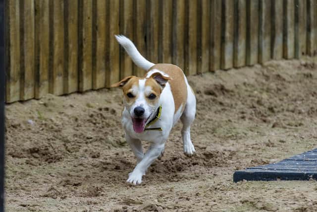 Dogs Trust Leeds is open every day to the public. Photo: Tony Johnson