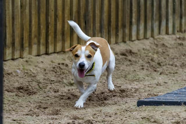Dog rescue shelters in Leeds: all the dog rehoming sites near me - and  their opening hours | Yorkshire Evening Post