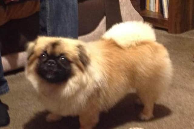 Benson, a five-year-old Pekingese, escaped his harness outside his home in Garforth Drive, Altofts, Normanton. His devastated family are desperate to get him home.