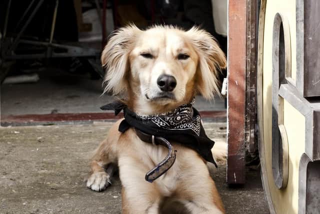 Independent artists and businesses in Leeds rallied around to help raise money to pay for treatment for beloved-family dog Archie. Archie sadly died but his owners have thanked the community for their "outpouring of love". Photo: Pet Stories.