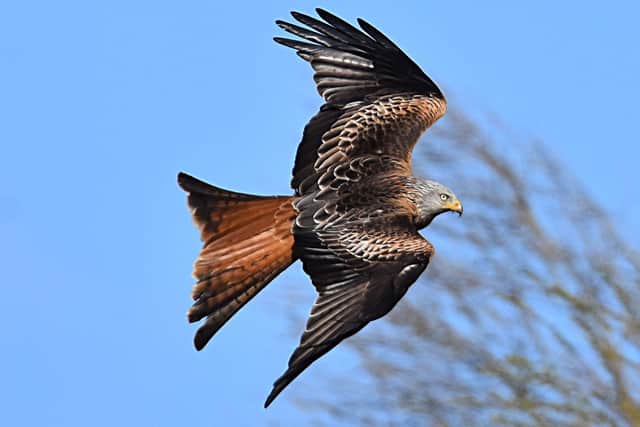 The West Yorkshire Police Wildlife and Rural Crime unit is investigating the death of several birds of prey in north east Leeds (Photo: WYP)