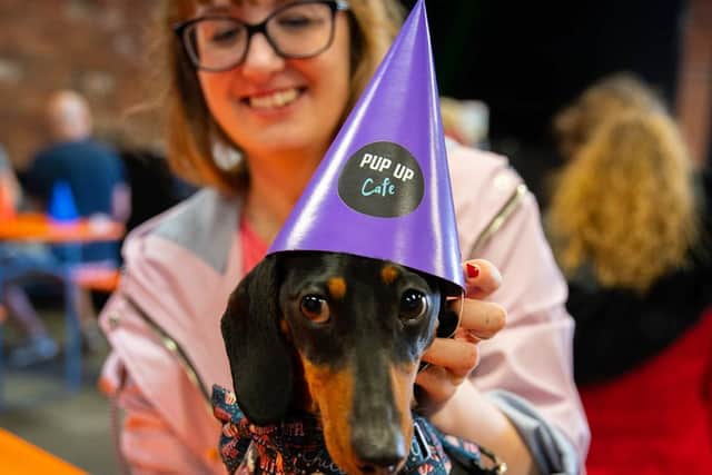 Dog lovers bring their own pets to mingle with the other pups at the pop-up cafe events across the country