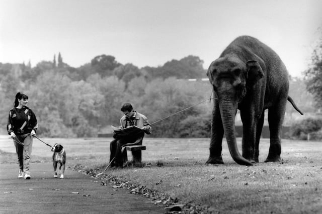 A circus worker with Rhani, one of Gerry Cottle's elephants on Woodhouse Moor. PIC: Mel Hulme