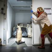 The impressive emperor penguin has been put on ice at Leeds Discovery Centre after experts there detected potentially problematic pests (Photo: Tony Johnson)