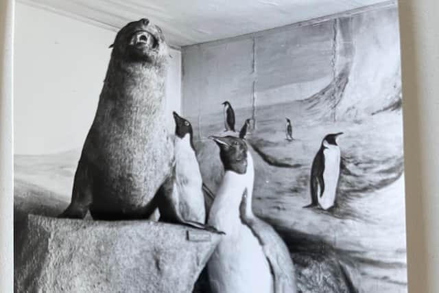 The penguin is thought to be around a century old and originally became part of the Leeds collection in the 1980s
