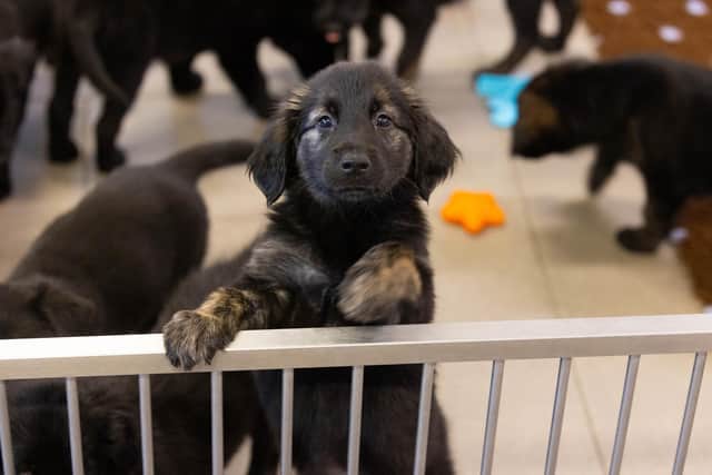A golden retriever-German Shepherd mix puppy at a health check-up at the Guide Dogs National Centre. Picture: PA Wire.